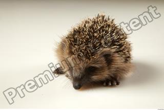 Hedgehog - Erinaceus europaeus  0069